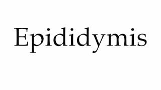 How to Pronounce Epididymis [upl. by Trinette351]