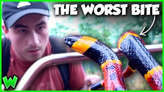 The DEADLIEST BITE in the US The Secret of the Coral Snake [upl. by Rugen]