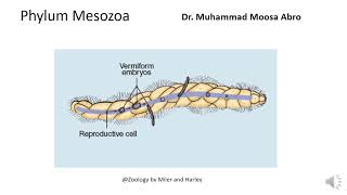 Phylum Mesozoa [upl. by Levitt]