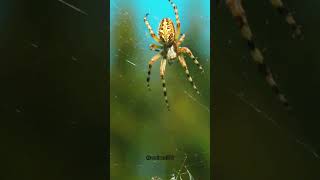 How Do Spider Build Their Webs  animals fact [upl. by Madson]