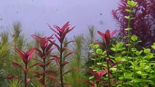 Rotala Ramisore Sunset  Plants Profile [upl. by Kohler]