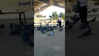 Feeding the doves happy exlore southkorea [upl. by Shawnee]