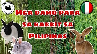 Mga damo para sa rabbit  Top grasses use to feed rabbit on the Philippines RABBIT FARMING [upl. by Lilithe941]