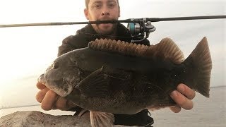 BLACKFISH Tautog Catch and Cook from the Jetty [upl. by Rusell94]