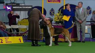 American Foxhounds  Breed Judging 2019 [upl. by Pancho46]