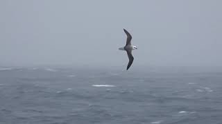 Whiteheaded Petrel 13 Feb 2019 off Auckland Is [upl. by Aenneea]