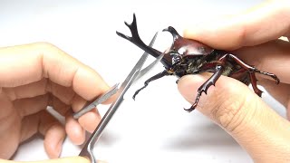 カブトムシの角を切るとこうなります [upl. by Neilson]