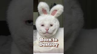 Hyperactive cats  Born to destroy shorts cats funny pets animals shortvideo [upl. by Rolyat529]