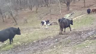 Cows mooing in the pasture 4 [upl. by Refinnej]