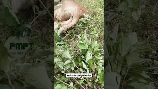 Bộ môn yo ga mới bạn đã biết chưa 🌿🌿🌿🌿🌿 funnyshorts funny viralvideo trendingshorts pmpt bo [upl. by Tilden]