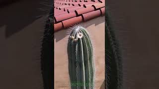 Pachycereus pringlei  Massive Cactus Tiny Flower SHORT [upl. by Nelda]