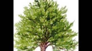 The Yew Tree Unknown Artist [upl. by Selec]