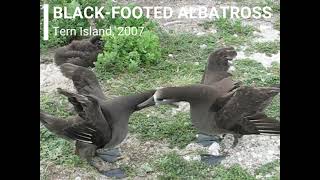 Blackfooted Albatross courting Tern Island 2007 [upl. by Colene578]