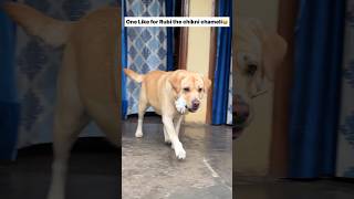 Chikni chameli 😂  labra rubi  youtubeshorts shorts labrador dog funny memes viralvideo [upl. by Niltac]