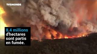 Australie  80000 hectares brûlés amp 480 millions danimaux tués  10 chiffres sur les incendies [upl. by Plante]