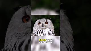 Terrifying Bird Sounds That Will Chill Your Soul [upl. by Victor]