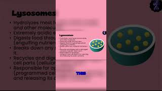 Phagocytosis vs Pinocytosis The PacManLike Process of Cell Engulfment [upl. by Cornela]