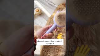 Découvrez la brosse révolutionnaire pour animaux  😻 [upl. by Woodall793]