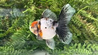 14968 Tancho tricolor Rosetail Oranda [upl. by Reitrac]