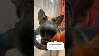 What should Rainier be for Halloween germanshepherd doglover adorable cutedog fypシ゚viral fyp [upl. by Bonnibelle]