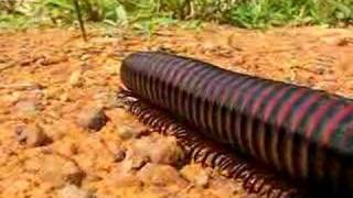 Millipede [upl. by Baler]