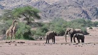 Damaraland Kunene Namibia  Hoanib Skeleton Coast Camp waterhole  Elephants Giraffes amp Lion [upl. by Britt]