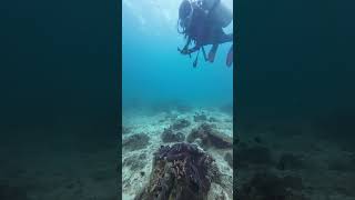 Comparison of the sizes of the Giant Tridacna and a diver scubadiving diver tridacna [upl. by Endres671]