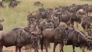 Serengeti Wildebeest Migration Safaris [upl. by Ahtinak784]