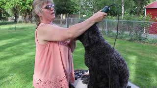 Portuguese Water Dog Gets A Retriever Cut [upl. by Olsen415]