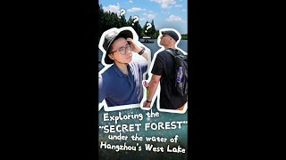 Ecology Day Vlog Exploring the quotsecret forestquot under the water of Hangzhous West Lake [upl. by Coltson647]