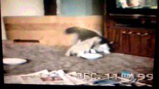 Americas funniest home videos cats and dogs [upl. by Kieryt]