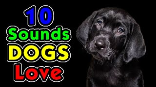 10 Sounds Dogs Love To Hear the Most [upl. by Nica]