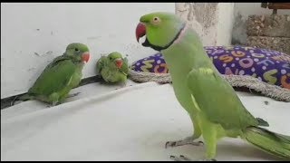 MY  TALKING PARROT  PLAYING WITH BABY PARROTS  PBI OFFICIAL Youtube [upl. by Issy]