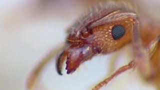 Fire Ants Eating  Extreme Close Up [upl. by Aihsemat10]