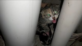 Mother Cat Hisses At Me When I Approach Her To Protect Her Newborn Kittens cat mothercat hissing [upl. by Tacklind690]