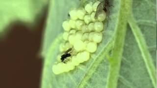 Scelionidae  Zygaena ephialtes eggs parasitized by an eggparasitoid [upl. by Attolrac]