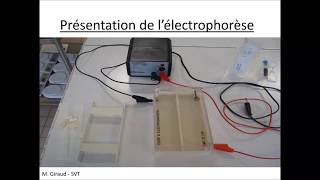 technique électrophorèse svt [upl. by Noyahs608]