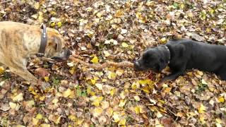 Boerboel vs Rottweiler [upl. by Ellenohs]