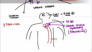 CVS  Renin Angiotensin Aldosterone System [upl. by Derward293]