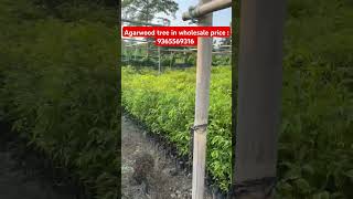 Agarwood tree in wholesale price agaru tree price in assam agarwood tree price in assam [upl. by Spatola606]