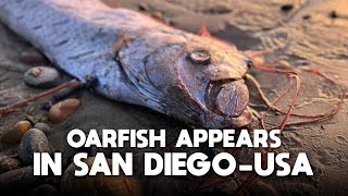 Oarfish found on San Diego beach USA Is an earthquake coming [upl. by Krenn]