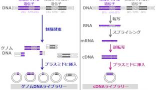 ゲノムDNAライブラリーとcDNAライブラリー（ゆうきのバイオロジー） [upl. by Tessie]