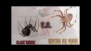 Black Widow Spider v s Orb Weaver Spider [upl. by Ailb]