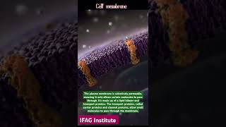 Cell plasma membrane diagram under microscope [upl. by Elyn]