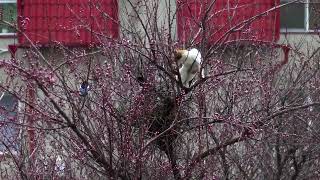 シキチョウ20221123 Warbling of Magpie Robin [upl. by Jonathon]