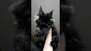 Polydactyl Maine Coon Kitten [upl. by Ideih]