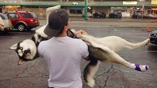 Huskies are the Queens of All Drama 🤣 Funny Animals Videos 2024 [upl. by Nraa]