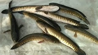 Saur fish curry सउर मछली बनाने का आसान तरीका सोर मछली सौरा भोड़ा गिरयी मछली murral Snake head [upl. by Seem78]