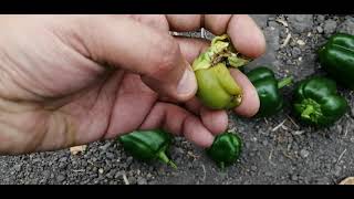 Detectando pimientos con daño de picudo Anthonomus Eugenii en invernadero [upl. by Nalak1]