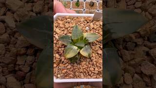 Haworthia Correcta Fire Phoenix haworthia plants succulents plantcollection [upl. by Otrebmuh]